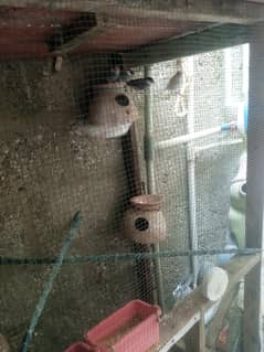 jawa Bird for sell  ,2 pair ek male h female urgae