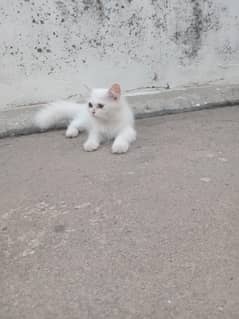 Perisan male kittens