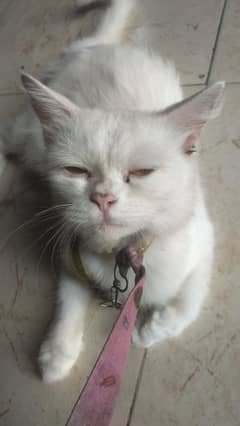 Persian Cat Long Coat & Punch Face