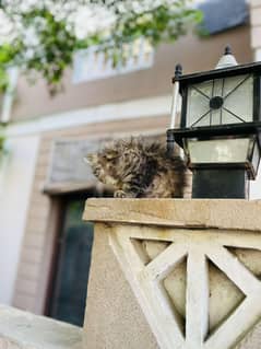 Siberian breed cat