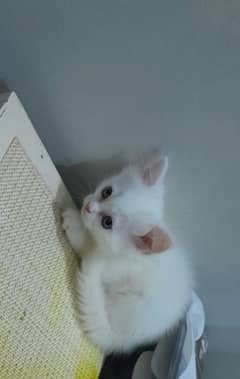 kittens available for sale