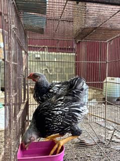 Wyandotte, Heera Pullets Available.