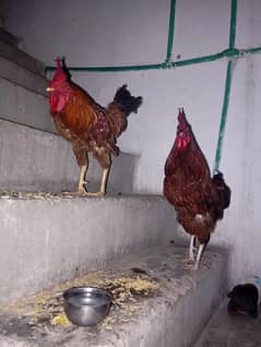 desi
