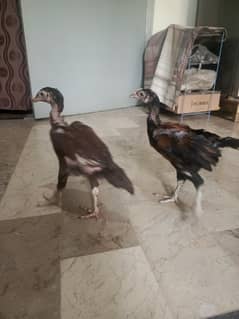 Pure Aseel Chicks