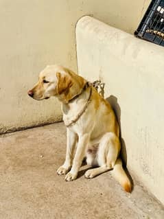 labrador