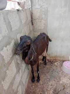 Punjab nasal ki bakri aur male bacha