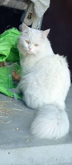 persion Male cat