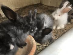 Angora rabbits