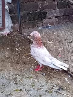 joro wale kabootar for sale