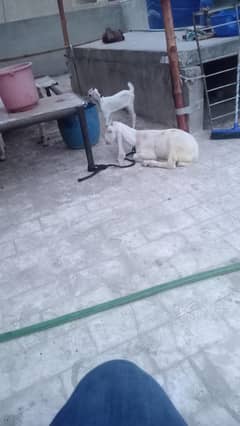1 gulabi male 3 month