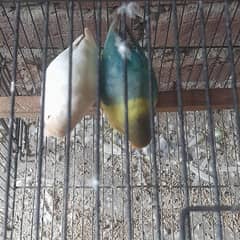 lovebird
