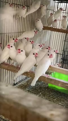 White Java Colony