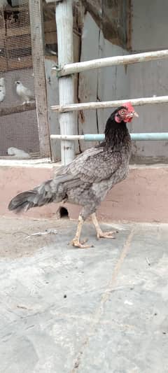 Hen