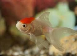 Oranda goldfish babies and more fishes available see discription