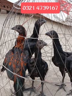 Thai Dragon Chicks