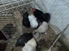 Zero Size Buff Bantam Breeders layers for sale