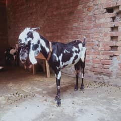 GABAN BAKRI 4 DANT SATH 2BACHY JIN KI AGE 3MONTH HA.