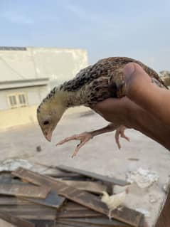 Aseel and sebright chicks. Good breed.
