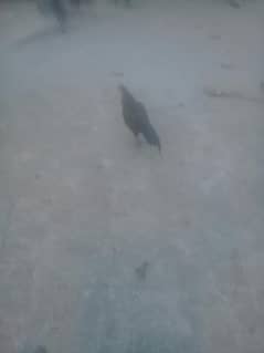 murga
