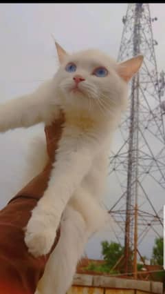 persian cat