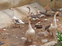 Big Ducks Long Nick Ducks