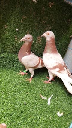 foster baridar pair available bj loft birds