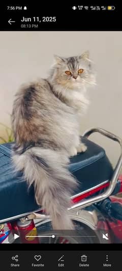 Persian Cat for Sale