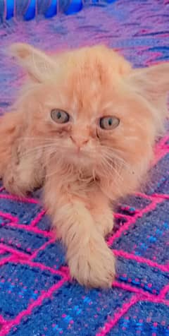Rassion cat