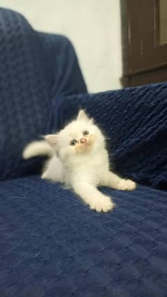 Persian kittens for sale