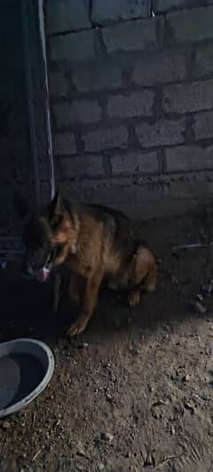 German Shepherd for sale urgent .