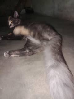 persian female cat price 3000