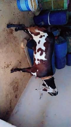 Bakra nagra nasli