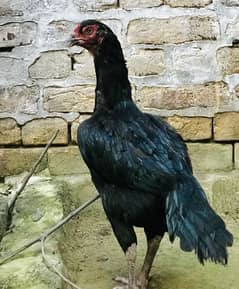 Breader female