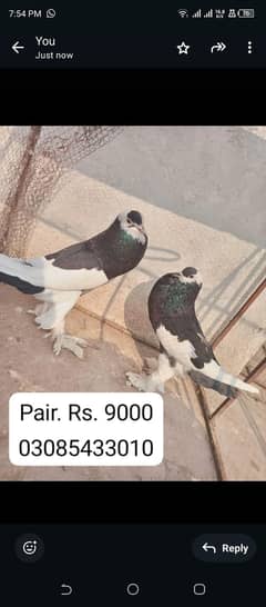 gubbara