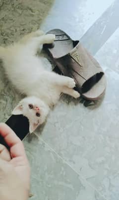 pershian
