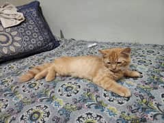 Persian