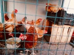 Golden Egg Laying Hens