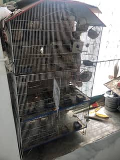 Birds cage