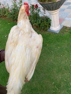 white aseel