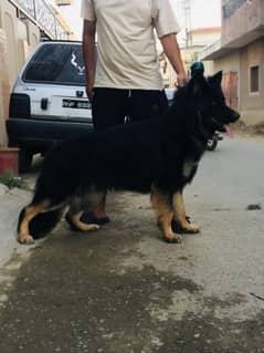 German shepherd long coat