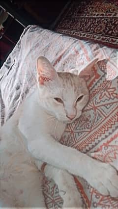 Doll face cat