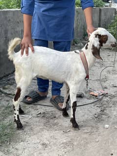 Desi bakri for sale | desi goat