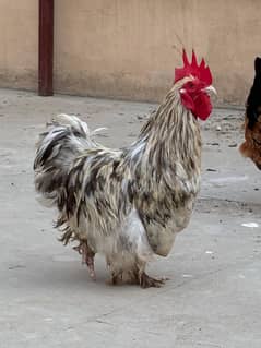 Splash Bantam Male for Sale