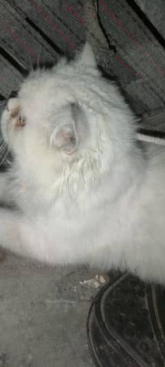 i wana sale cat