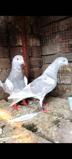 Saleti kamager jora for sale 0301 9642309