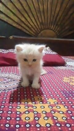 Selling cats