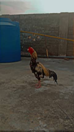 Jawa murgh