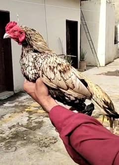 Aseel Bird