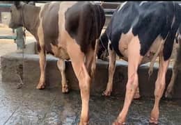 Breed Cows for sale/ Heifers for Sale/ milking buffalo for sale