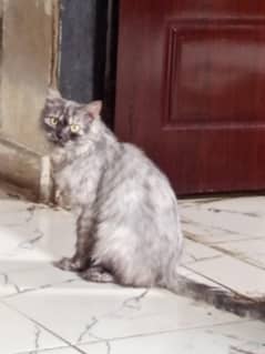 Persian cat triple coated female 2 year age